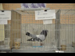 Concurso de Palomas 2012